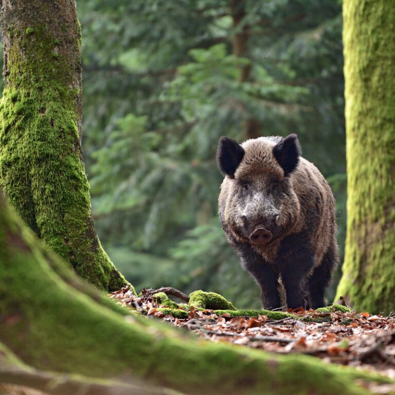 un sanglier